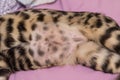 Belly of a Bengal cat. Shaved belly with a neat seam after sterilization. A week passed after the operation. Close up.