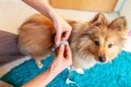 Belly circumference is measured with a tape measure on a dog Royalty Free Stock Photo