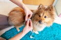 Belly circumference is measured with a tape measure on a dog Royalty Free Stock Photo