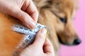 Belly circumference is measured with a tape measure on a dog