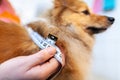 Belly circumference is measured with a tape measure on a dog Royalty Free Stock Photo