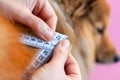 Belly circumference is measured with a tape measure on a dog