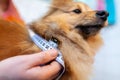 Belly circumference is measured with a tape measure on a dog Royalty Free Stock Photo