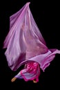 Belly dancer in purple costume Royalty Free Stock Photo