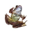Belly of a European common frog view from below, Rana temporaria