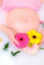 The belly of a pregnant woman and three colorful gerbera flowers Royalty Free Stock Photo