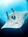 Belly shot, Oceanic Manta ray, Raja Ampat Indonesia Royalty Free Stock Photo