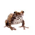 Belly spotted froglet isolated on white background