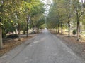 Belo blato village paved road with trees