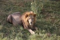 Lion in Safari-Park Taigan near Belogorsk town, Crimea