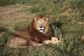 Lion in Safari-Park Taigan near Belogorsk town, Crimea