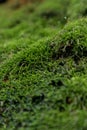 Moss-Bryophyte