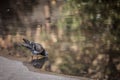 Selective blur on a pigeon, alone, drinking water in a street, thirsty, during a hot summer weather.