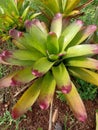 belongs to the family of aloe vera leaves but the leaves look rounder