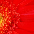 Macro Gerbera Flower Capitulum