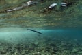 Belonidae underwater in the ocean of egypt, underwater in the ocean of egypt, Belonidae underwater photograph underwater