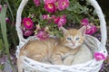 beloved pet, a small red kitten, lies in a wicker basket in a flowerbed near a blooming rose bush Royalty Free Stock Photo