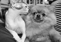 Beloved Pets - a dog and Spitz the cat Sphinx at the hands of their masters. Gentle friendship cats and dogs, black and white Royalty Free Stock Photo