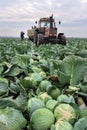 BELOVO, RUSSIA OCTOBER 20, 2015: Farmers harvest cabbage Royalty Free Stock Photo