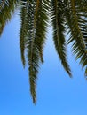 palm tree leaves caption from below caribbean tree with blue sky