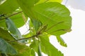 Blossoms, Leaf, and Fruit Of The Malabar-almond Tree