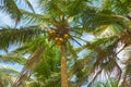 From below palm tree with green branches and coconuts Royalty Free Stock Photo