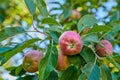 Below of red ripe apples on a tree with green leaves. Organic and healthy fruit growing on an orchard tree branch on a Royalty Free Stock Photo