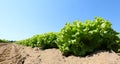 below view of cutivaled field of green fresh lettuce Royalty Free Stock Photo