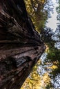 Below view of the detail of the rough bark of one of the towering trees of Avenue of the Giants, California, USA