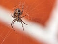 Below view of a hunting spider in a web, isolated against a blurred red brick wall background. Closeup of a striped