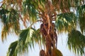 Below view of one palm tree branches and leaves against a blue sky background outside during summer vacation, holiday Royalty Free Stock Photo