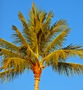 Below view of one palm tree isolated against a blue sky and background outside during summer vacation and holiday abroad Royalty Free Stock Photo