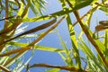 Below view of sugar leaf with blue sky.Dry and fresh leaves.Agricultural economy plant Royalty Free Stock Photo