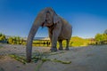 Below view of young elephant walk near the riverbank in the nature, in Elephant jungle Sanctuary, in Chiang Thailand