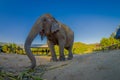 Below view of young elephant walk near the riverbank in the nature, in Elephant jungle Sanctuary, in Chiang Thailand