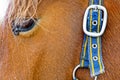 Belt with buckle on a brown horse hair Royalty Free Stock Photo