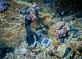 Belt with loads of some diver at the bottom of the sea among the corals: lost or discarded in a critical situation
