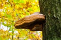 Belted birch tree polypore piptoporus betulinus formitopsis betulina growing on bark of dead tree with blurred golden yellow Royalty Free Stock Photo