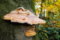 Belted birch tree polypore piptoporus betulinus formitopsis betulina growing on bark of dead tree with blurred golden yellow Royalty Free Stock Photo