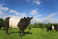 Belted Galloway Royalty Free Stock Photo