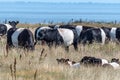 Belted Galloways Royalty Free Stock Photo