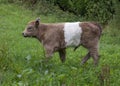 Belted Galloway Calf Royalty Free Stock Photo