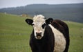Belted Galloway Calf With His Mouth Open Royalty Free Stock Photo