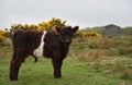 Belted Galloway Calf on Moorland in Yorkshire England