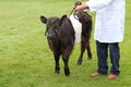 Belted Galloway Calf.