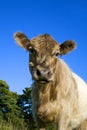 Belted Galloway calves Royalty Free Stock Photo