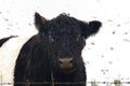 Belted Galloway Cattle Royalty Free Stock Photo