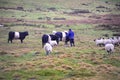 Belted Galloway Cattle and sheep