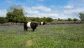 Belted galloway cow. Royalty Free Stock Photo