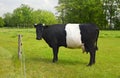 Belted Galloway Cow with distinctive white stripe